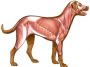 anatomiya:dog-muscles.jpg