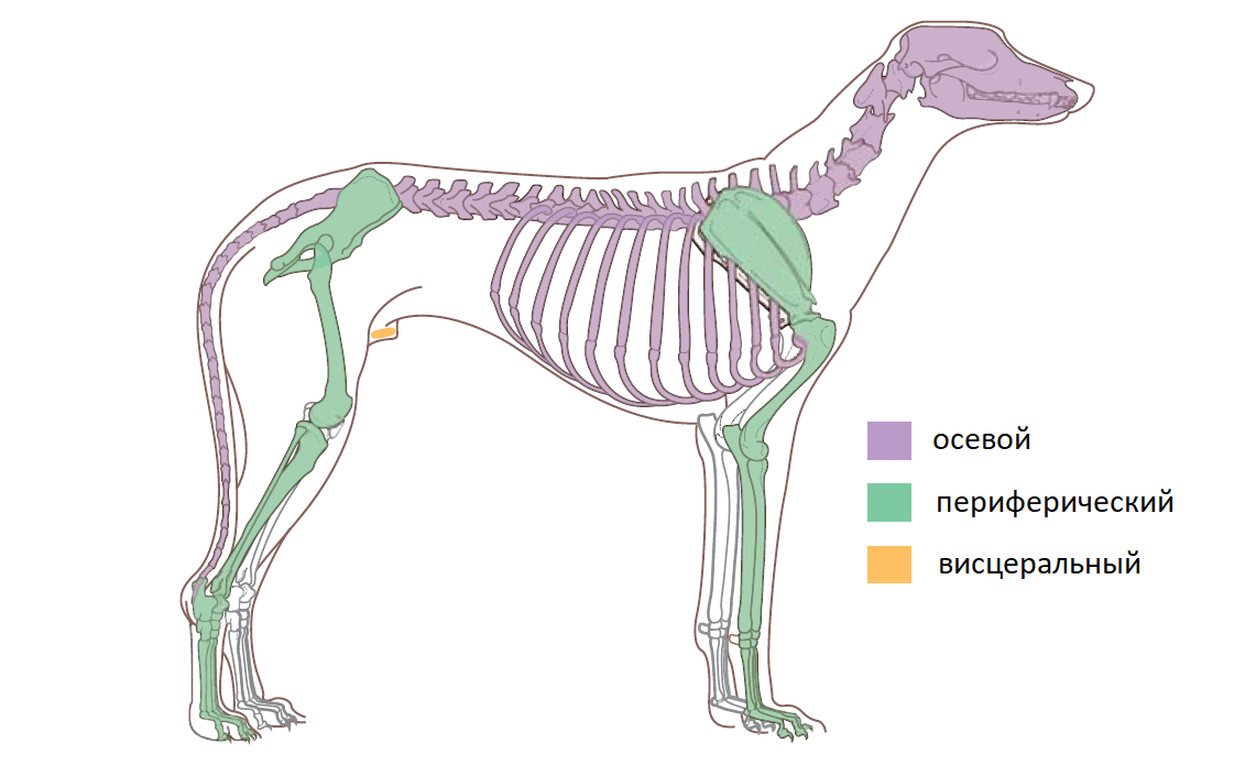 Деление скелета на отделы. Переферический келет собаки. Осевой и периферический скелет собаки. Периферический отдел скелета животных. Осевой скелет анатомия.