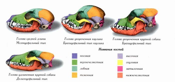кости черепа животных