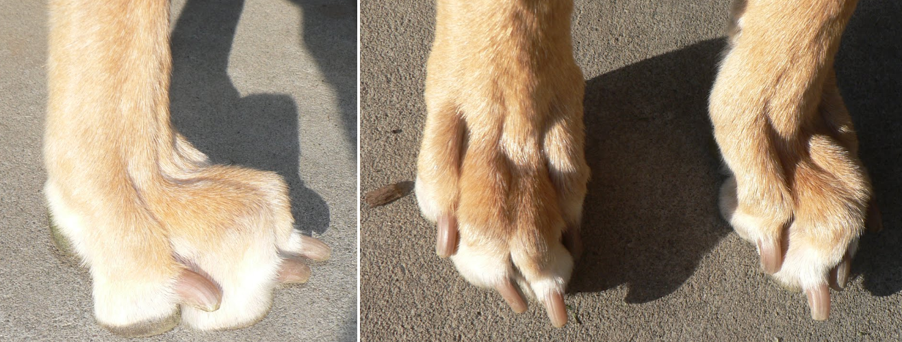 Короткие пальцы у собак. Перепончатые лапы порода собак\. Перепонки на собачьих лапах.