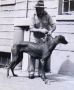 genetika:sherst:1940s_hairlessdeerhound.jpg
