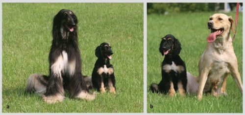 Снаппи - первый в мире клон собаки